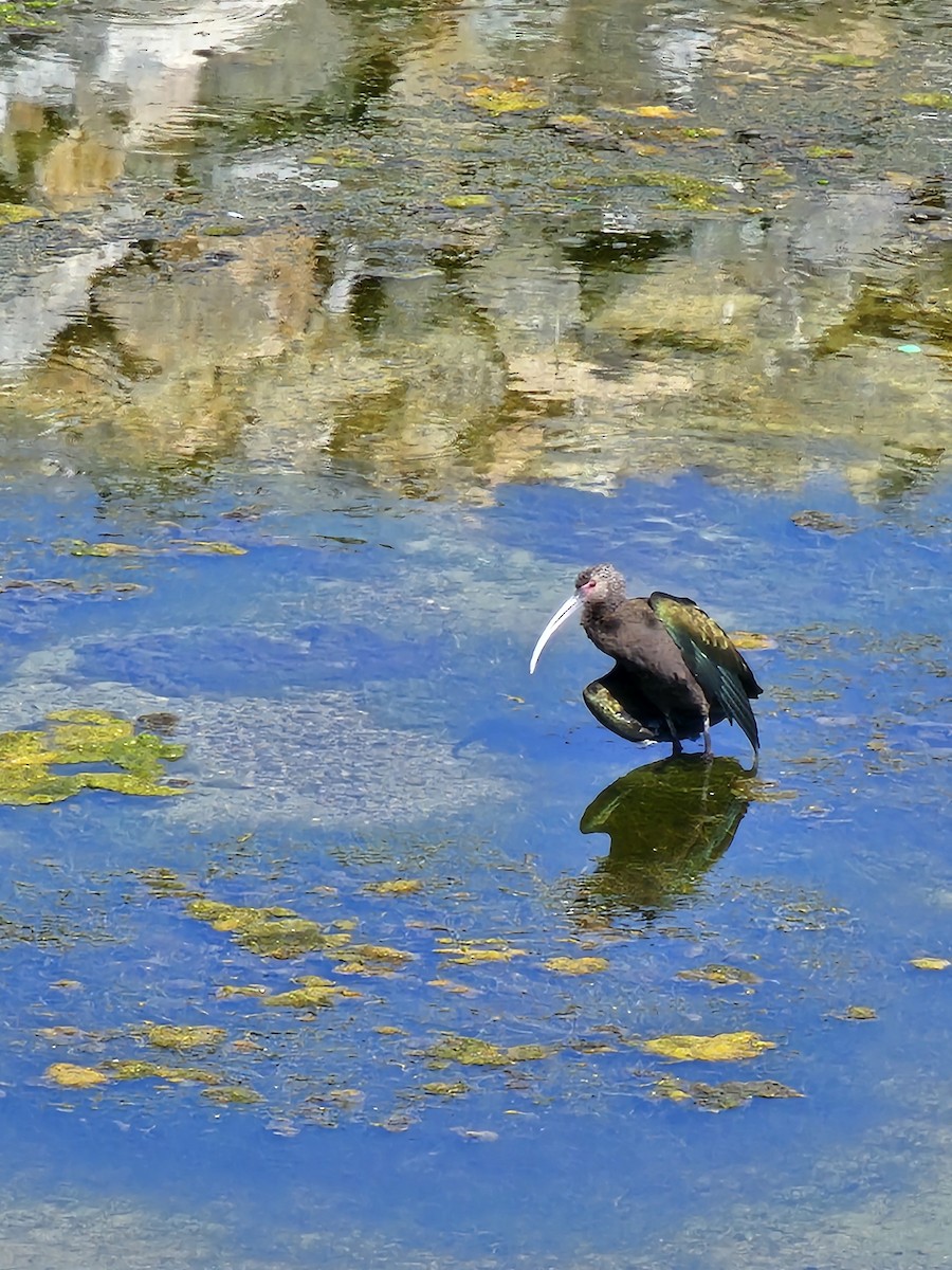 White-faced Ibis - ML622328274