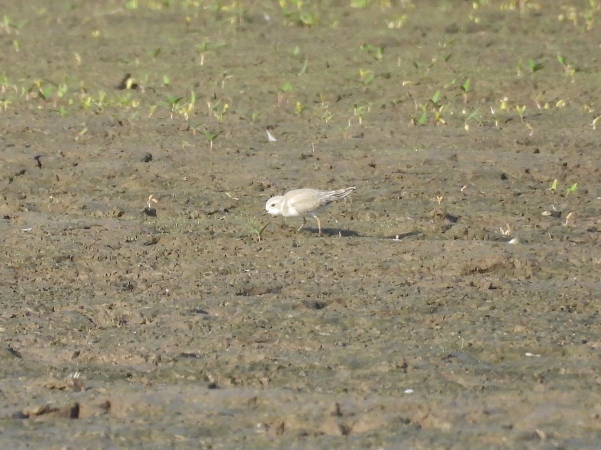 Piping Plover - ML622328302