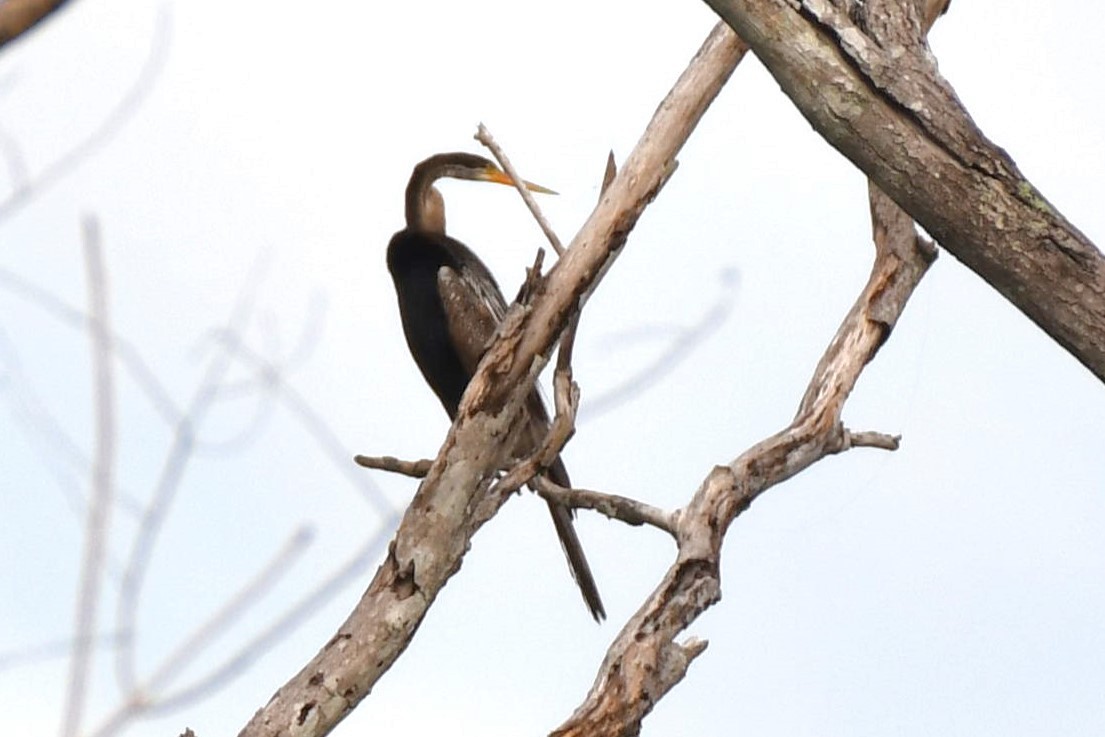 Oriental Darter - ML622328308