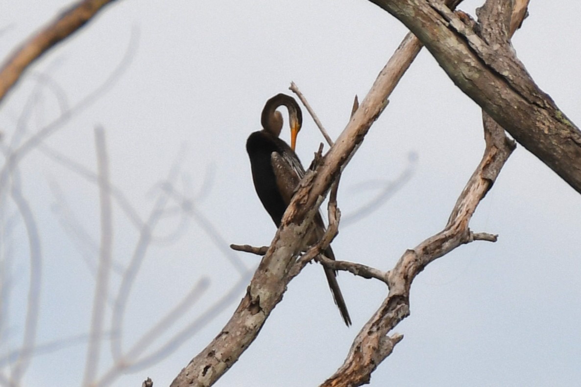 Oriental Darter - ML622328309