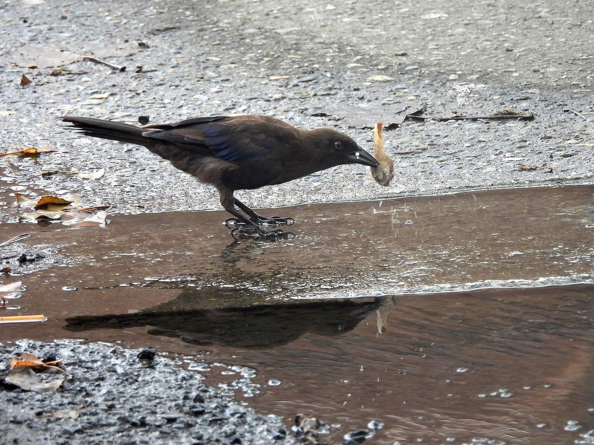 Common Grackle - ML622328345