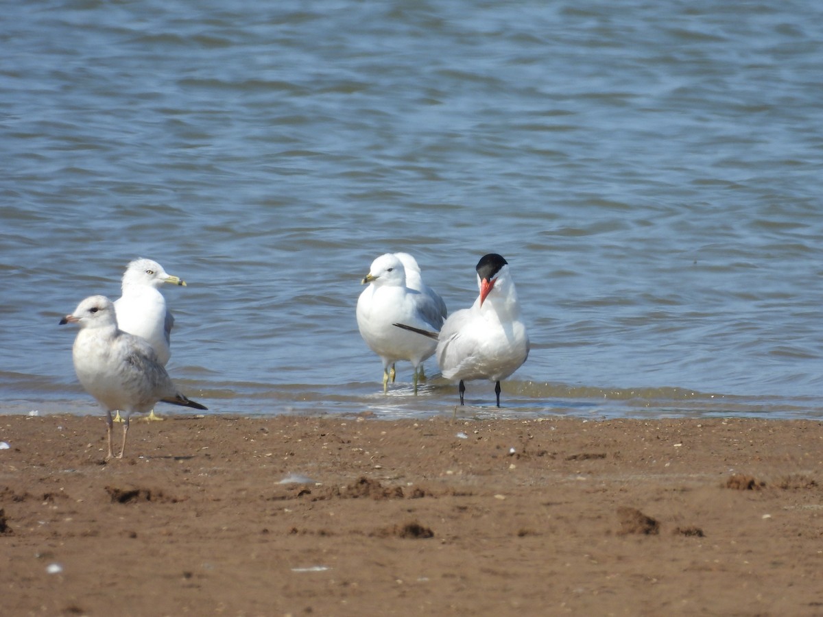 Caspian Tern - ML622328359