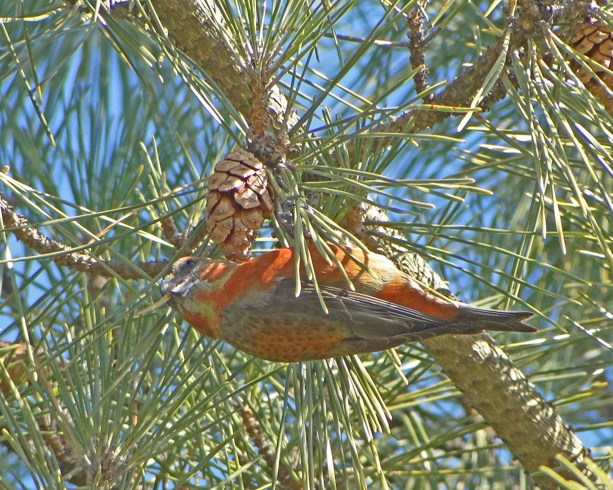 Red Crossbill - Aubrey Merrill