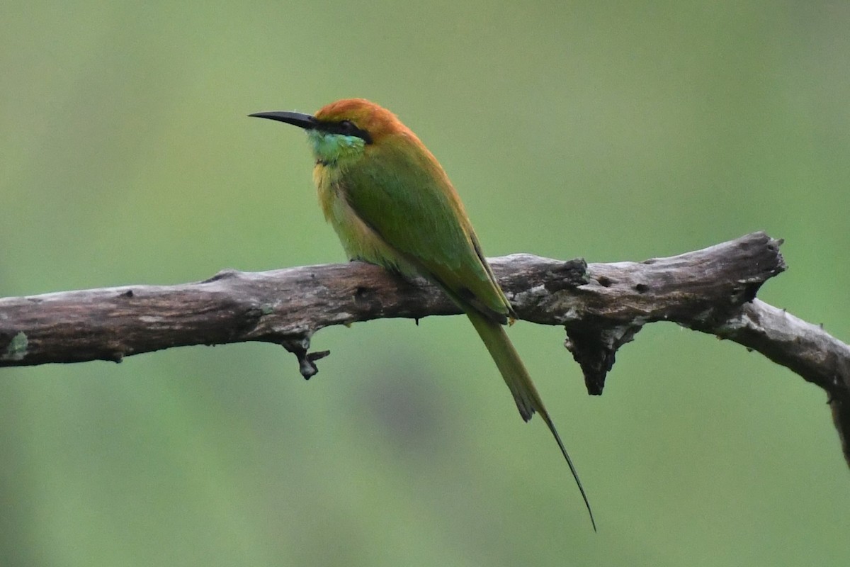 Asian Green Bee-eater - David Arrow