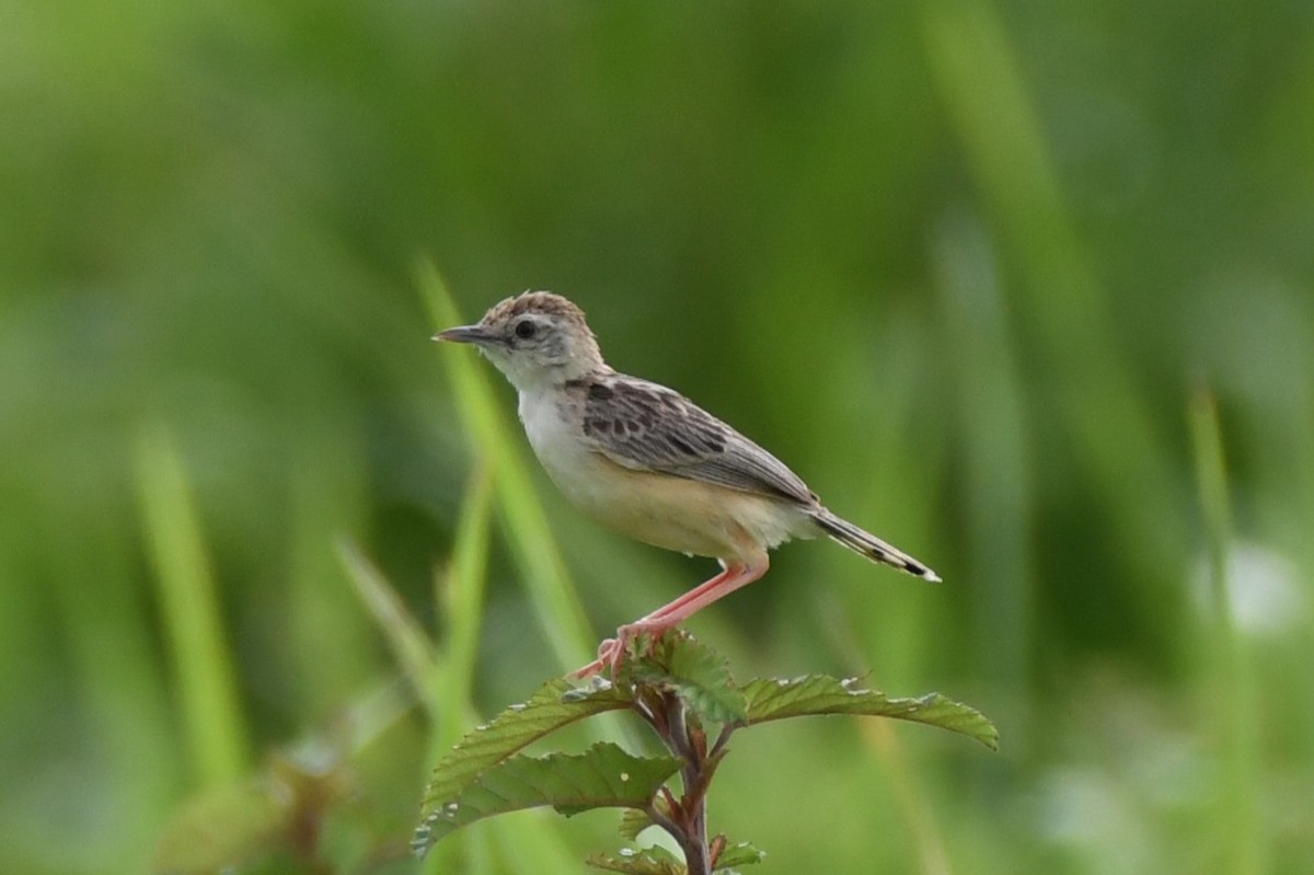 Zitting Cisticola - ML622328389