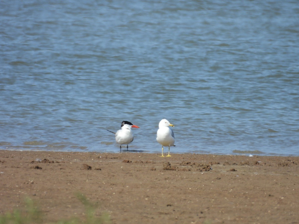 Caspian Tern - ML622328396