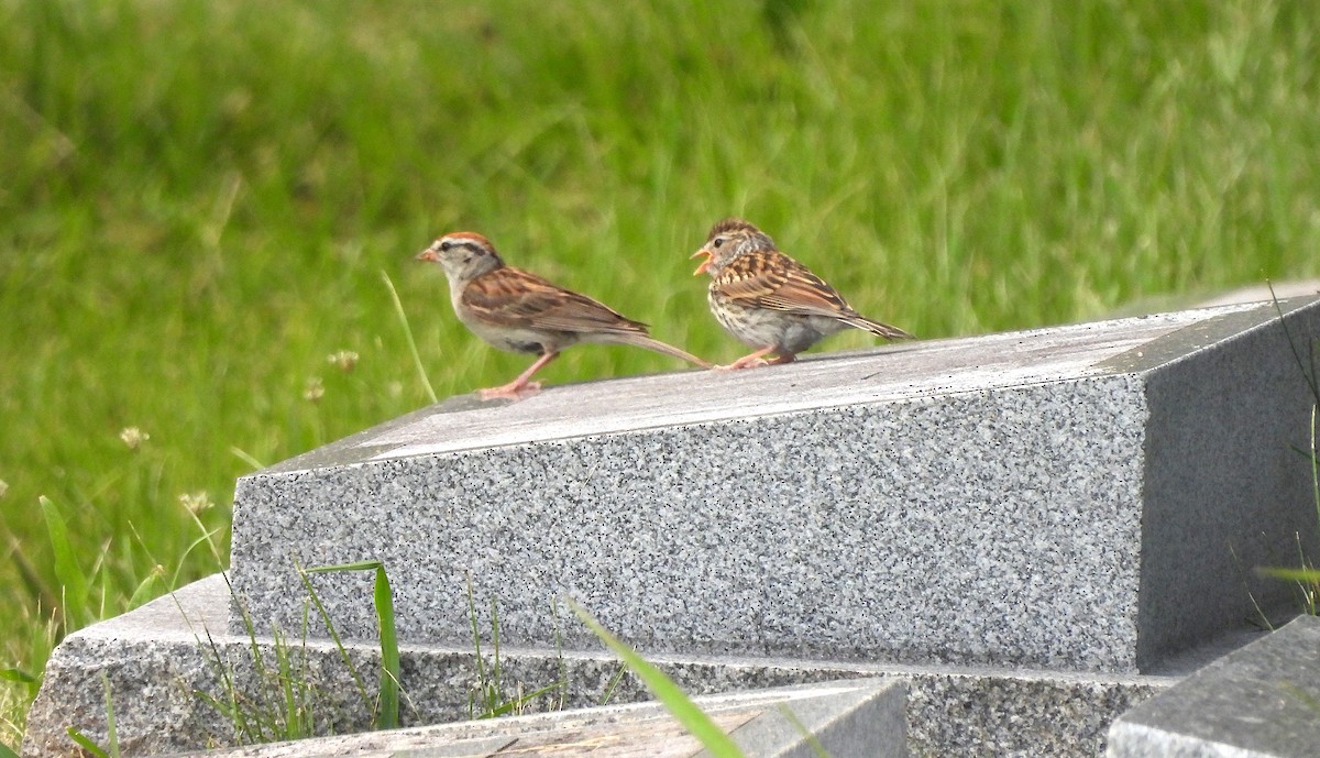 Chipping Sparrow - ML622328400