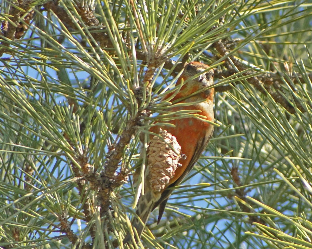 Red Crossbill - Aubrey Merrill