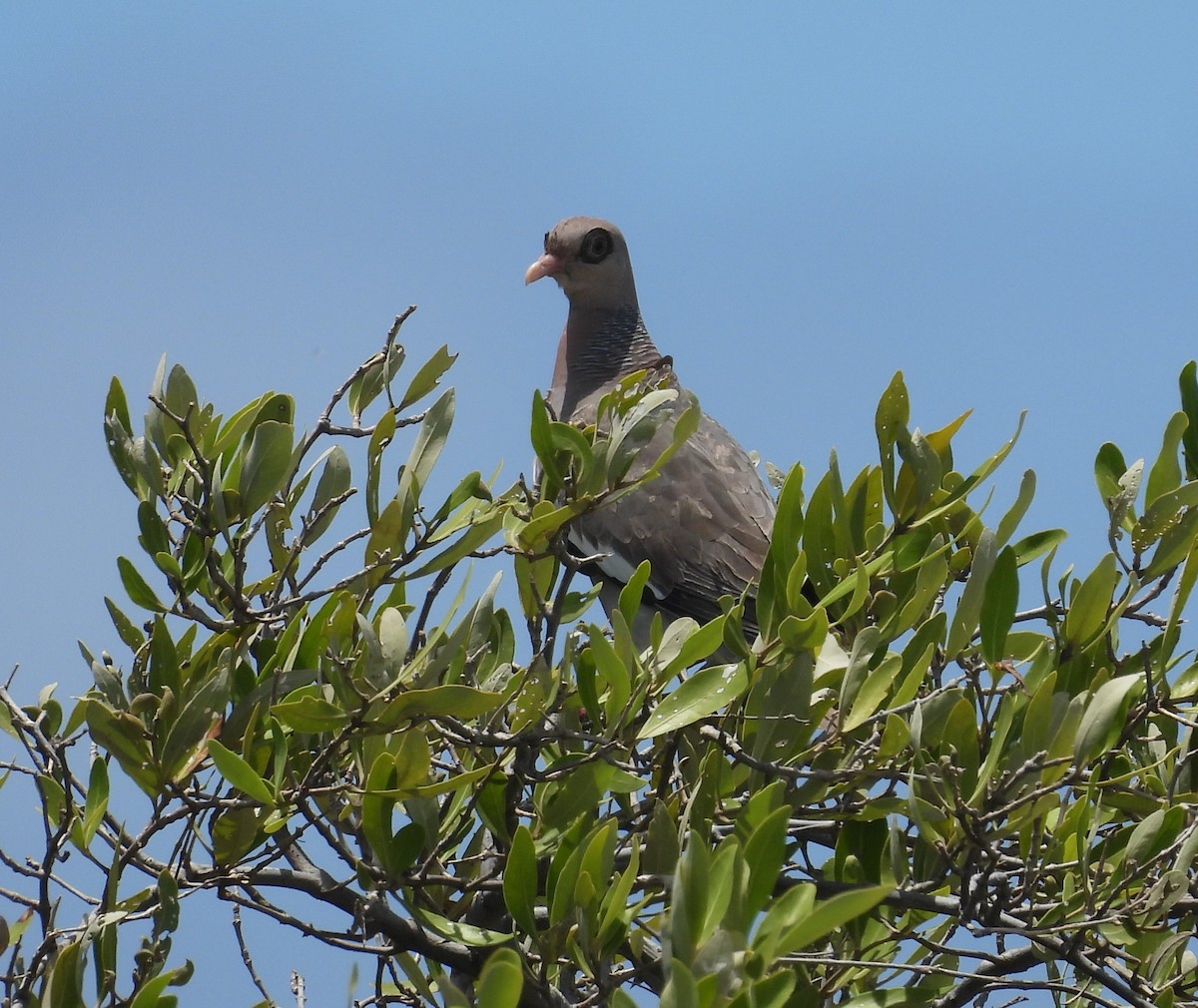 Bare-eyed Pigeon - ML622328483