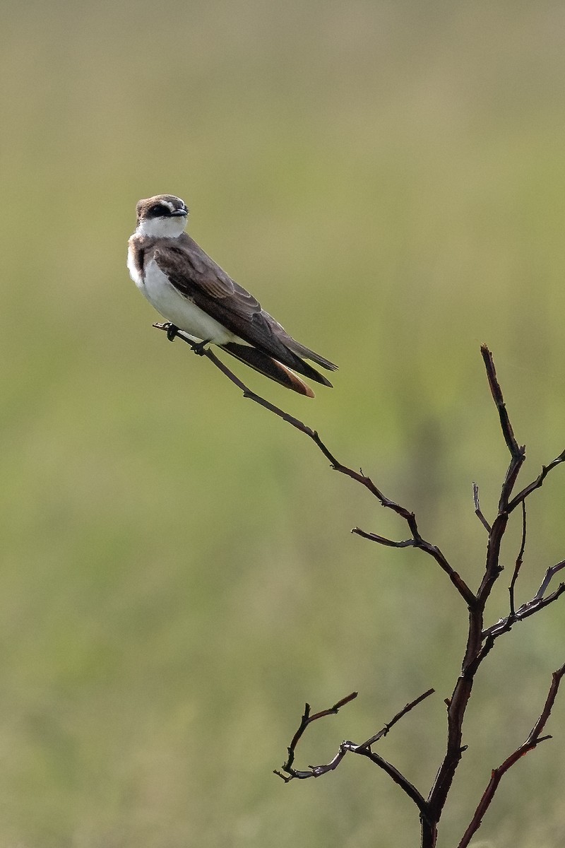 Banded Martin - ML622328506