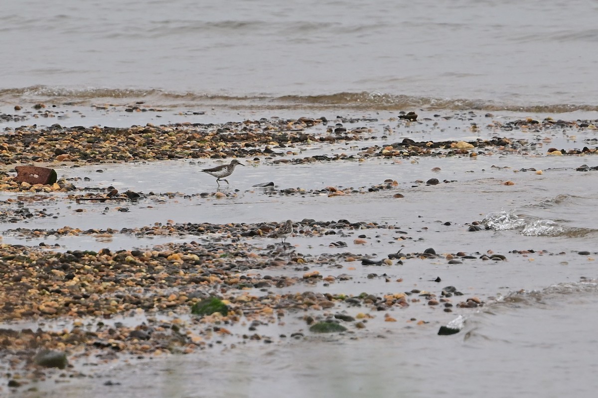 Spotted Sandpiper - ML622328521