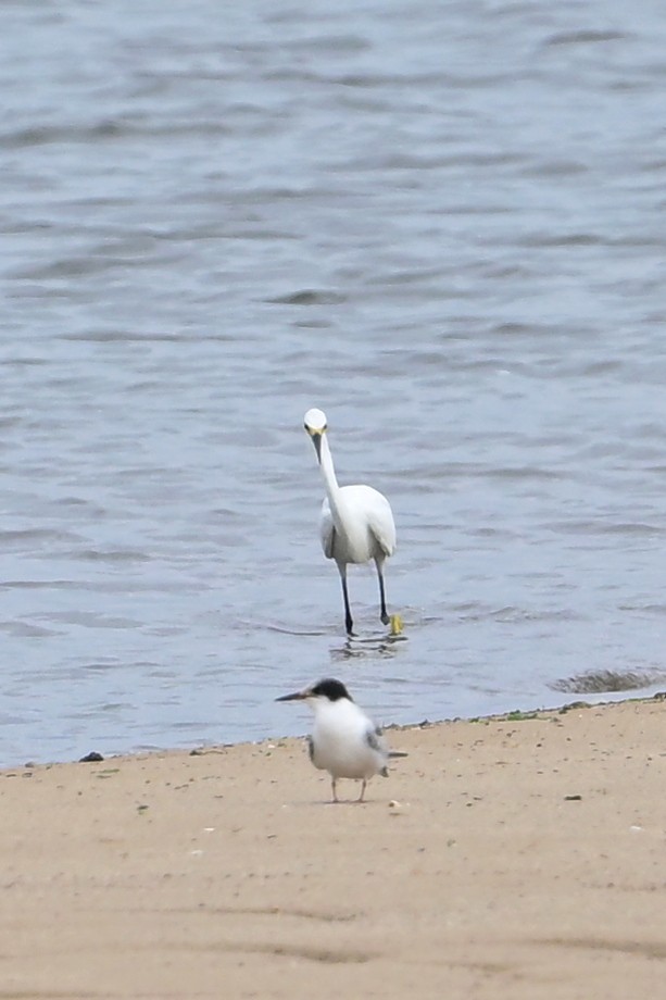 Snowy Egret - Eileen Gibney