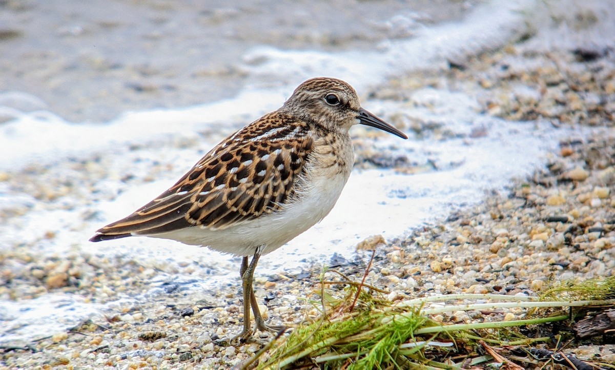 Least Sandpiper - ML622328555