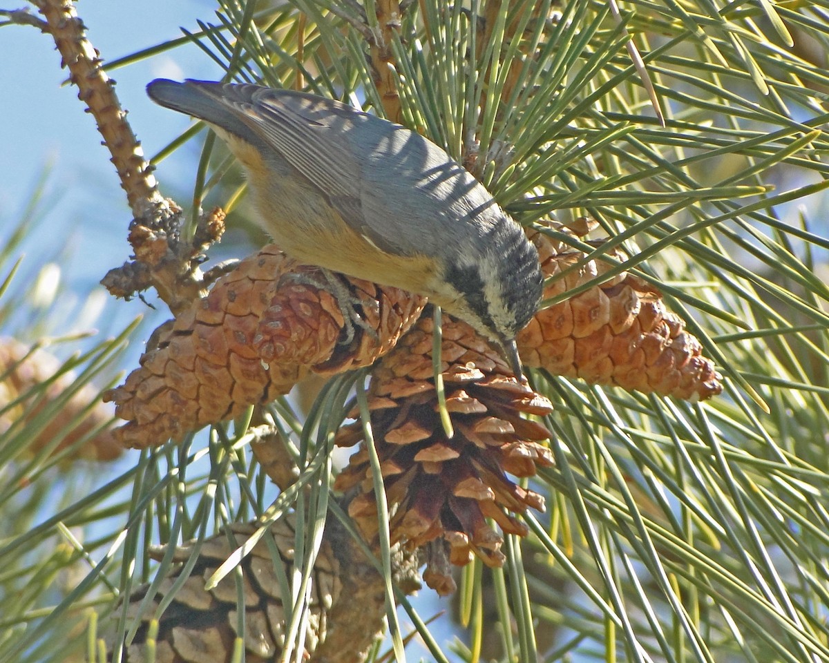 Red-breasted Nuthatch - ML622328556