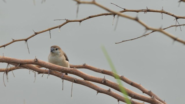 Indian Silverbill - ML622328645