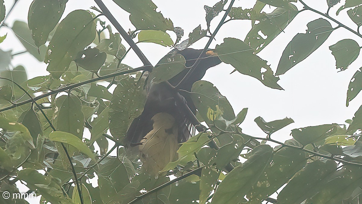 Arfak Honeyeater - ML622328671