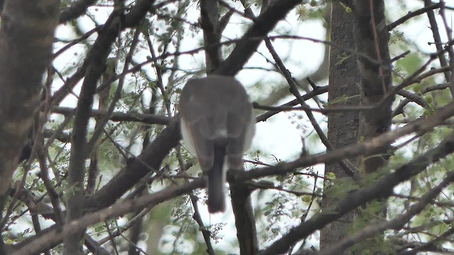 Common Woodshrike - ML622328704