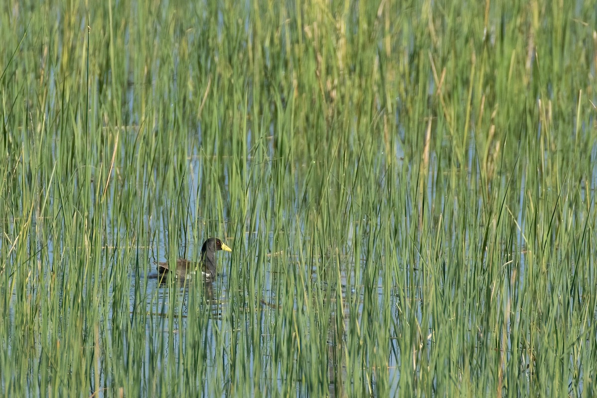 Lesser Moorhen - ML622328720