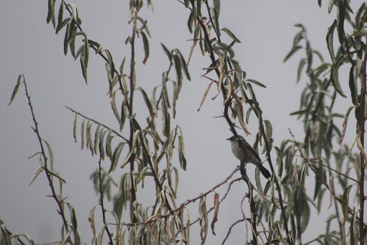 Sooty Tyrannulet - Graciela Martinez