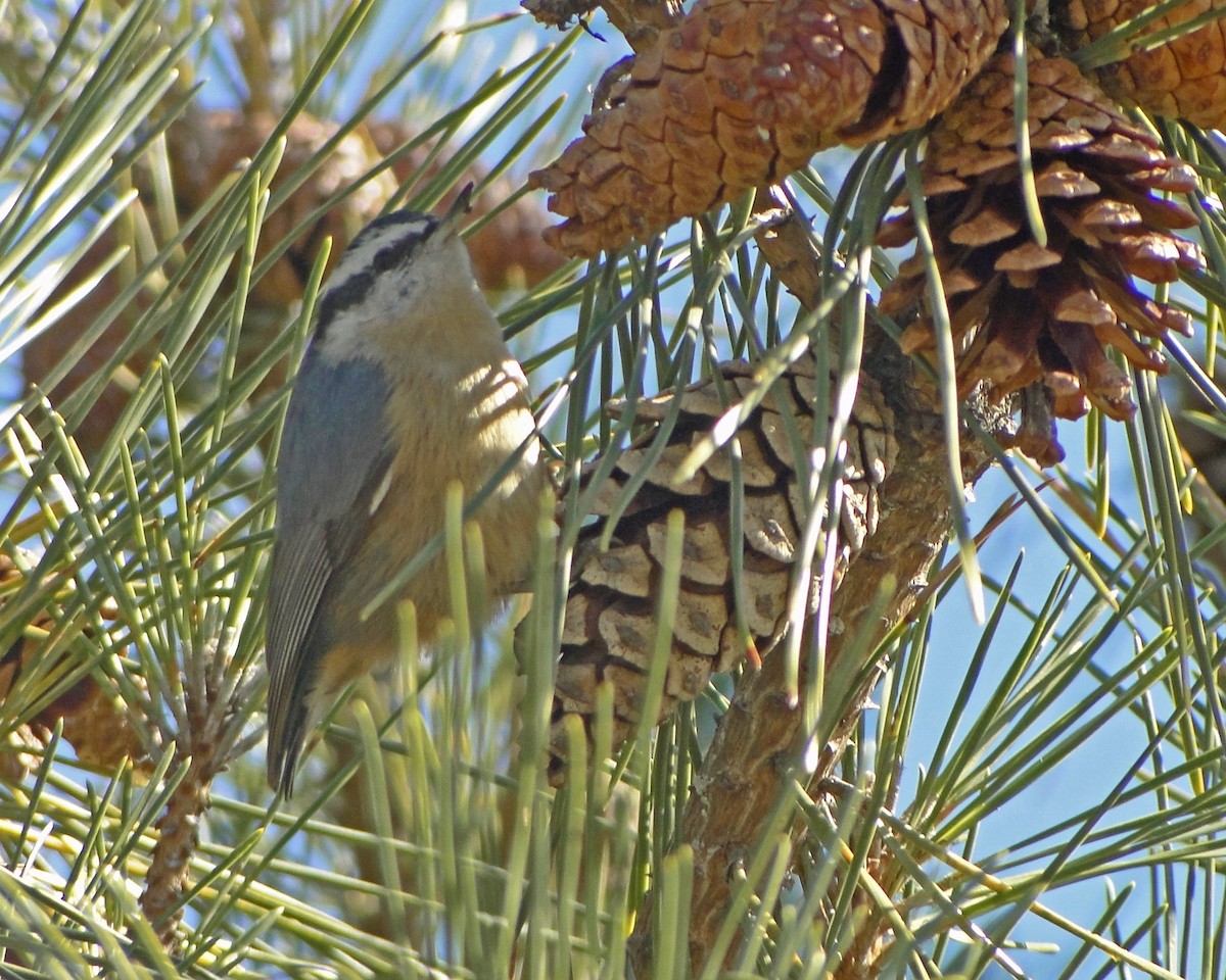 Red-breasted Nuthatch - ML622328752