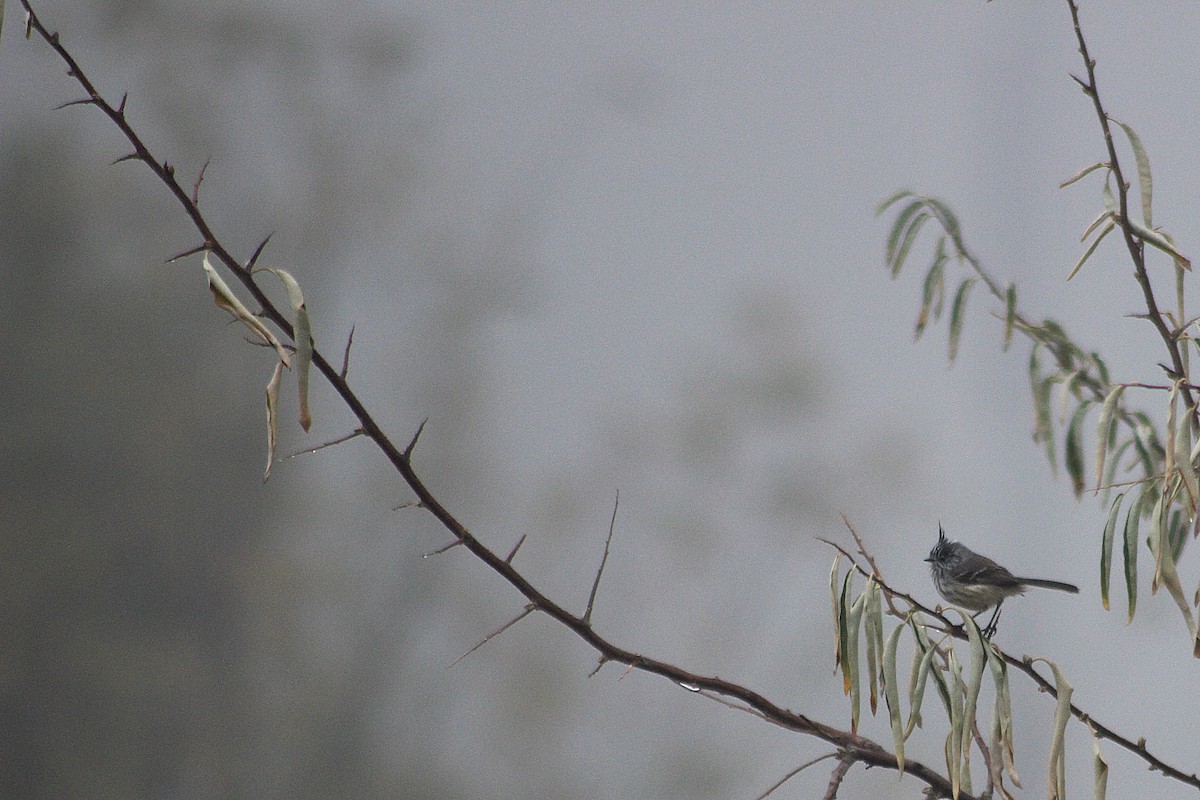 Tufted Tit-Tyrant - Graciela Martinez