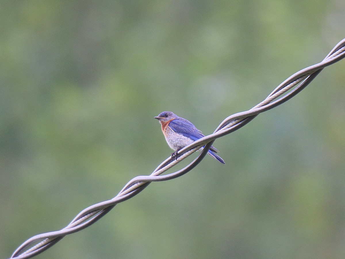 østblåfugl - ML622328834