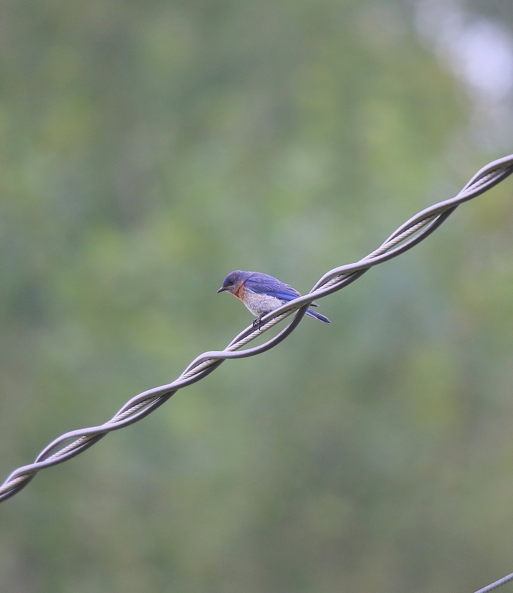 østblåfugl - ML622328835