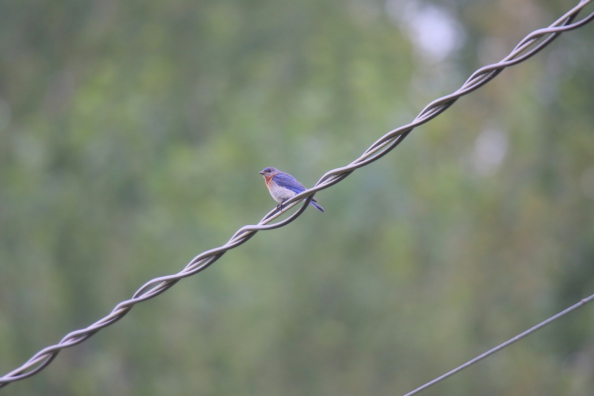 østblåfugl - ML622328836