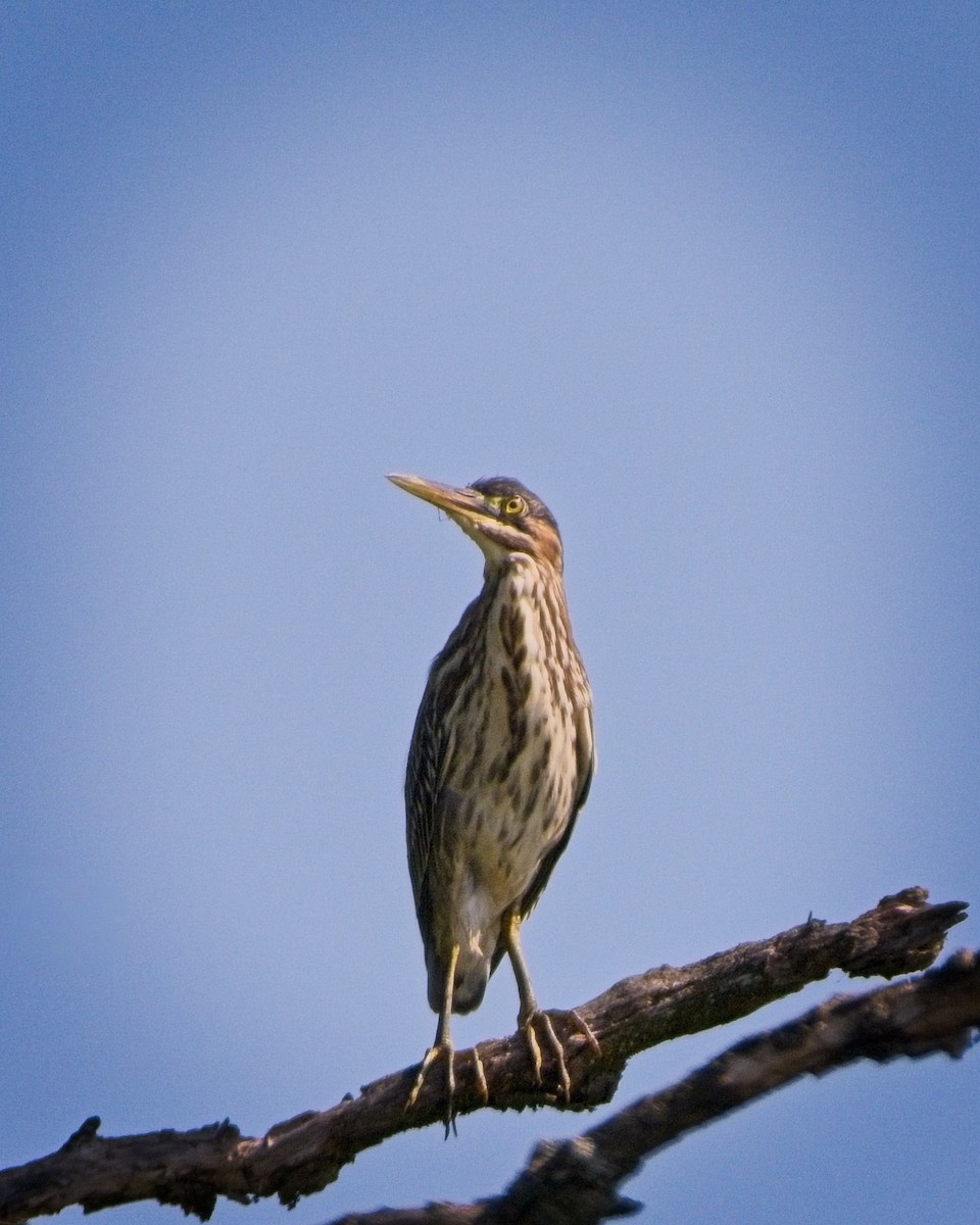 Green Heron - ML622328841