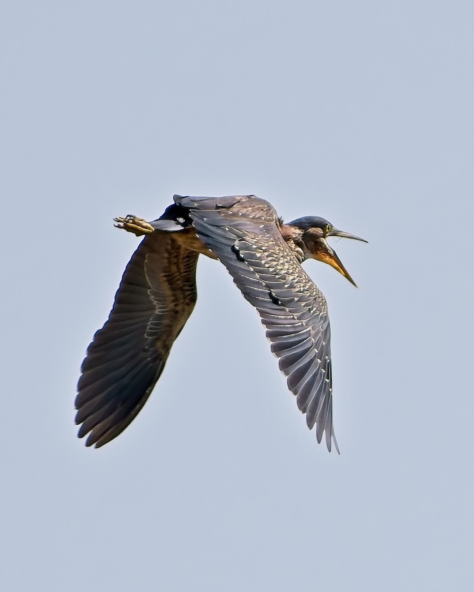 Green Heron - ML622328842