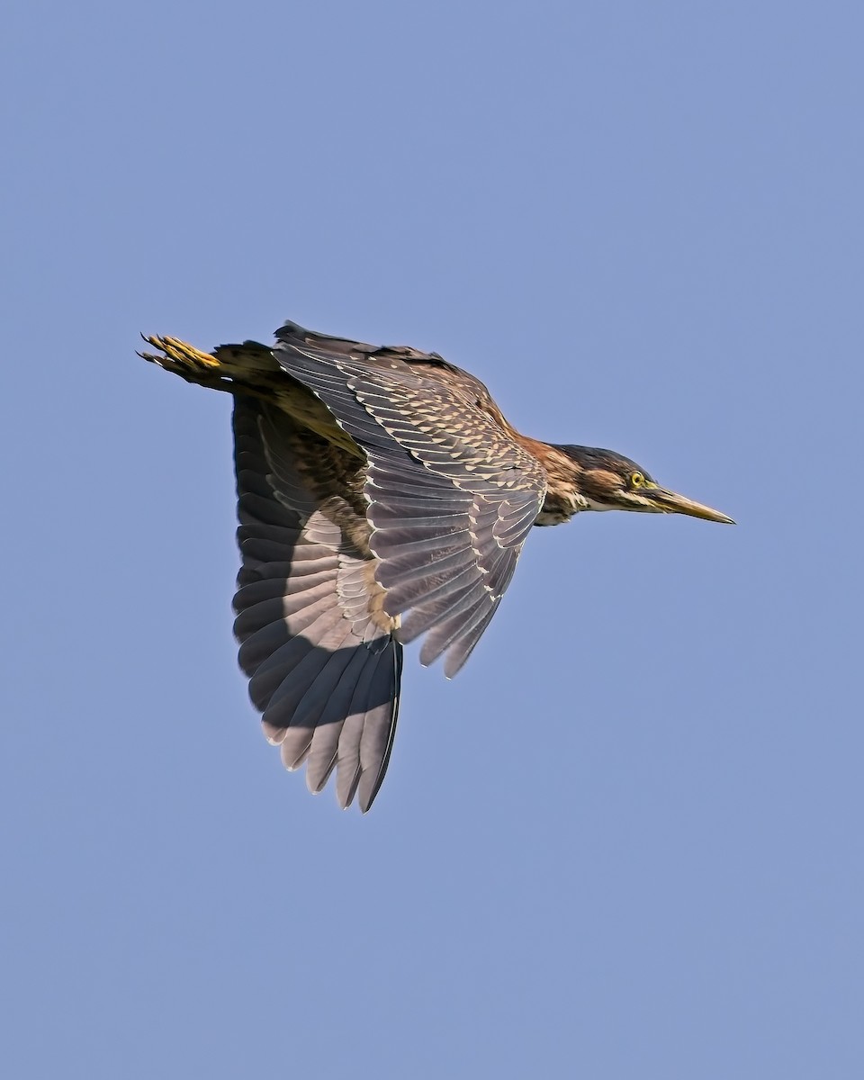 Green Heron - Jeffrey Greene