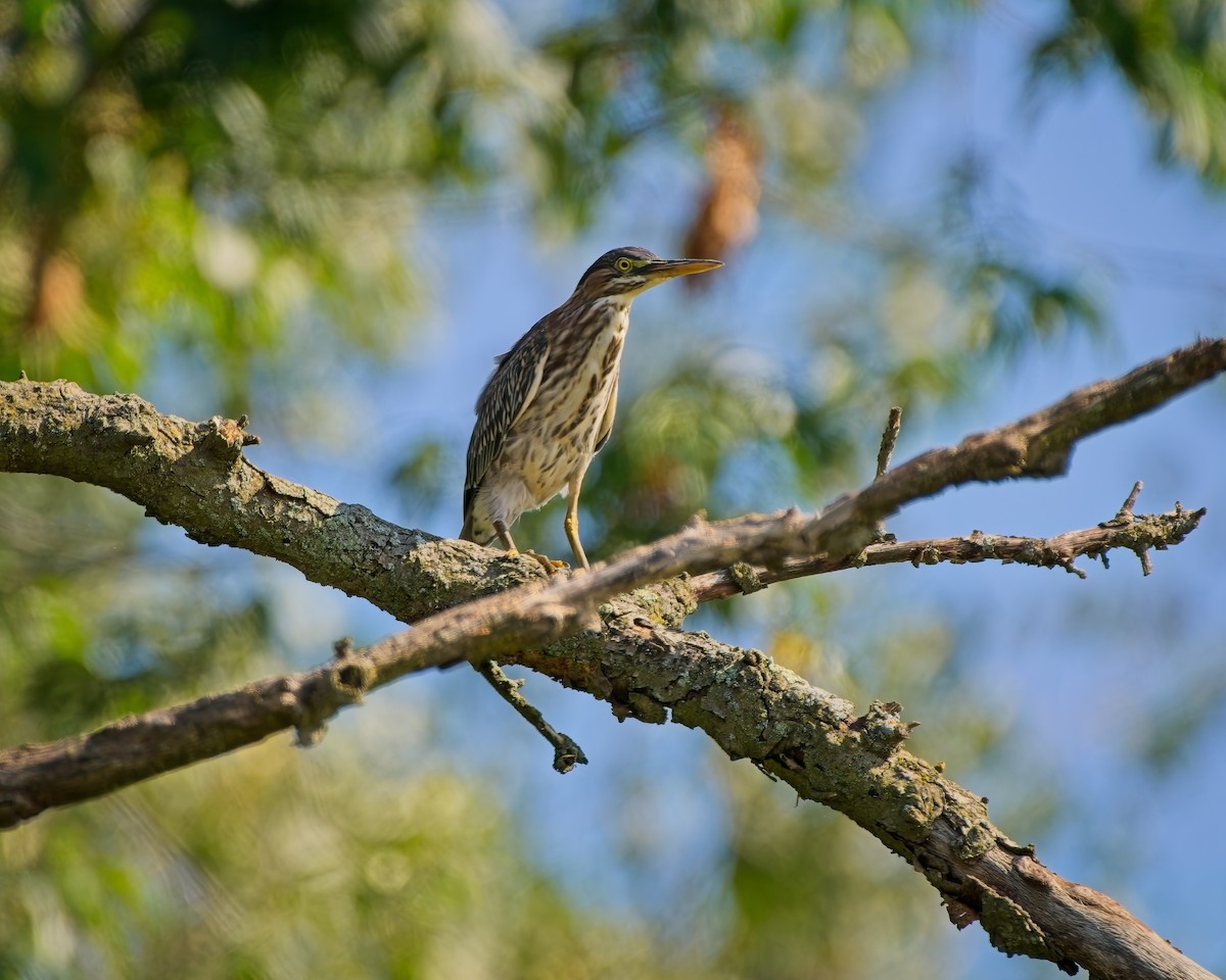 Green Heron - ML622328844