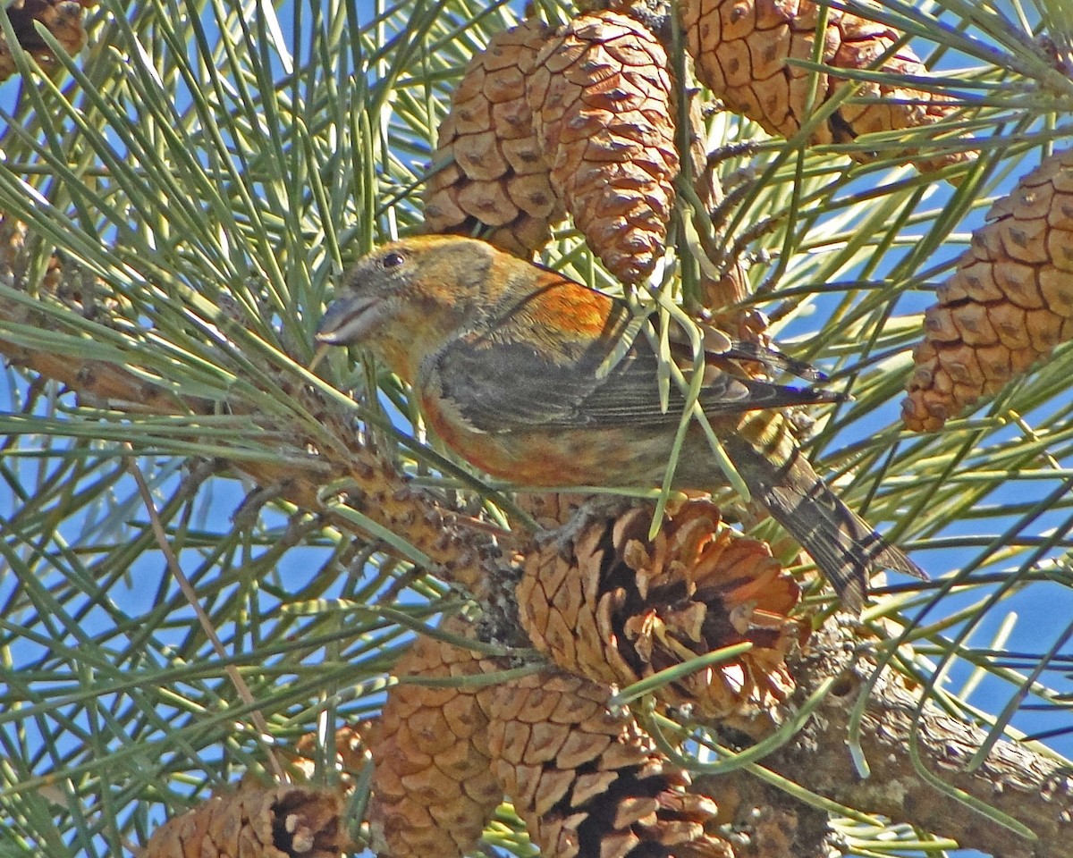 Red Crossbill - ML622328845