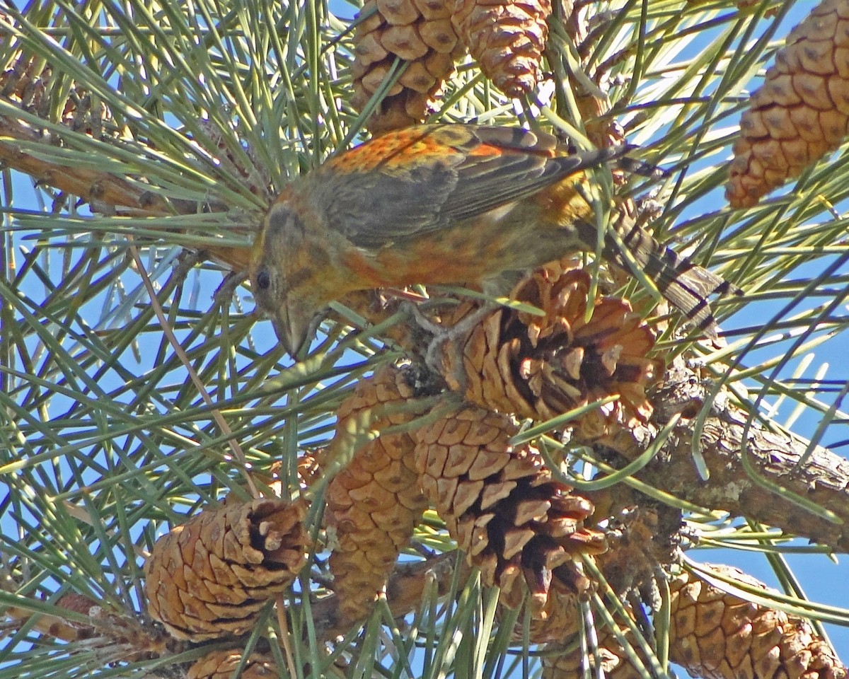 Red Crossbill - Aubrey Merrill