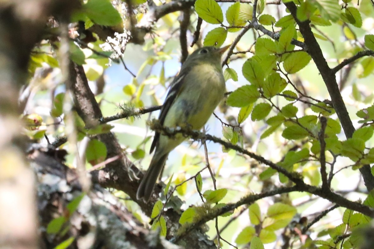 Yellow-bellied Flycatcher - ML622328964