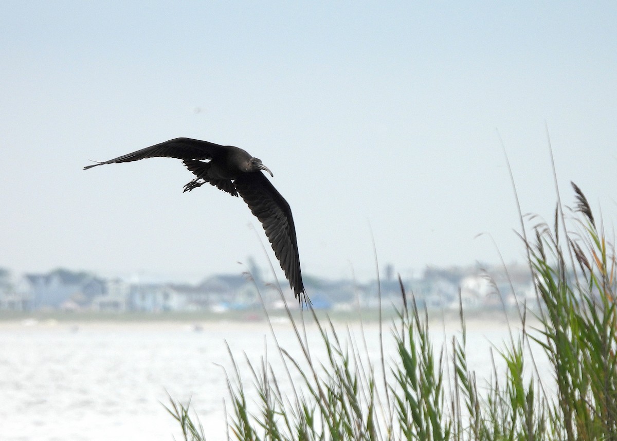 Glossy Ibis - ML622328989