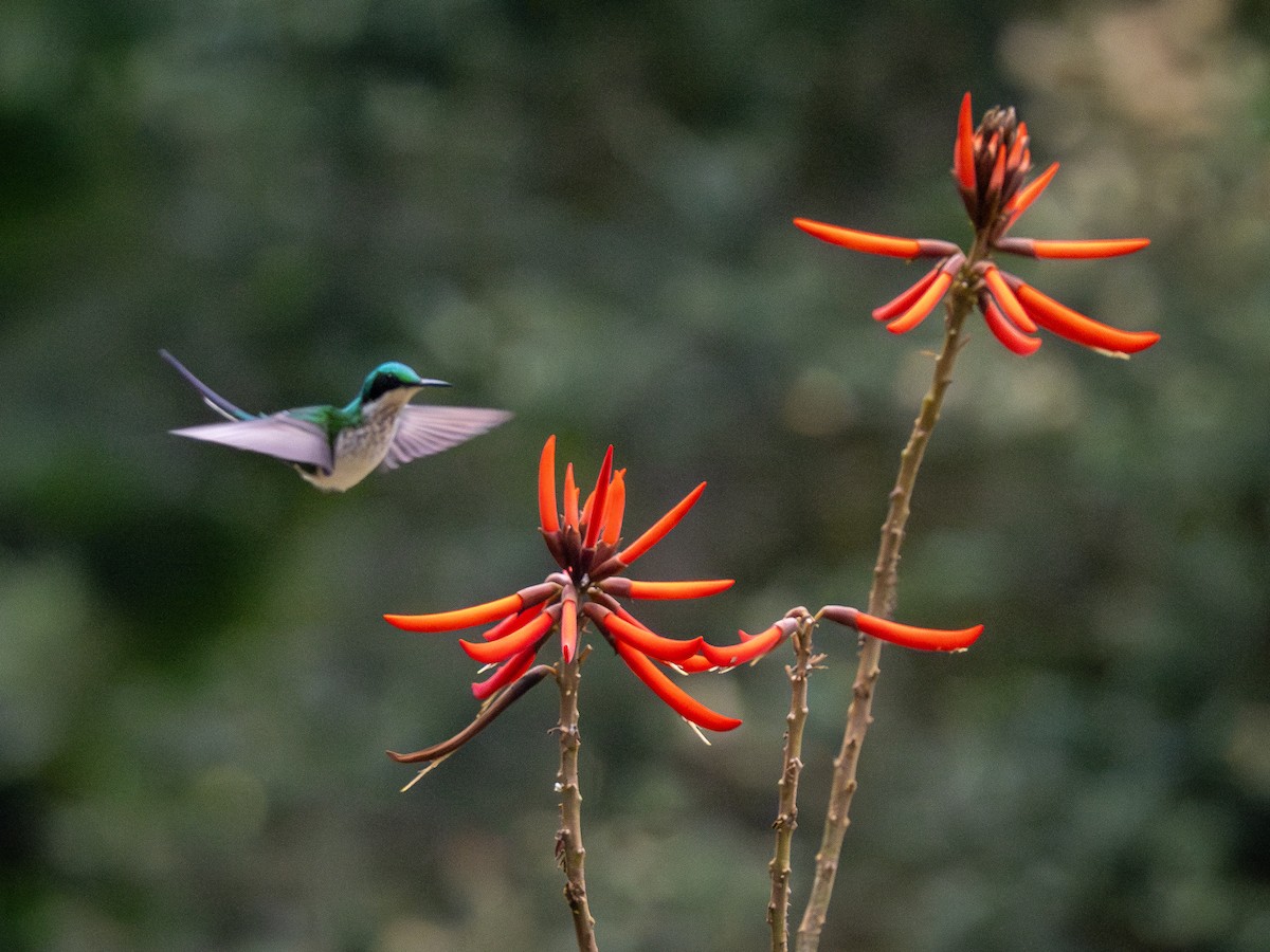 Black-eared Fairy - ML622329017