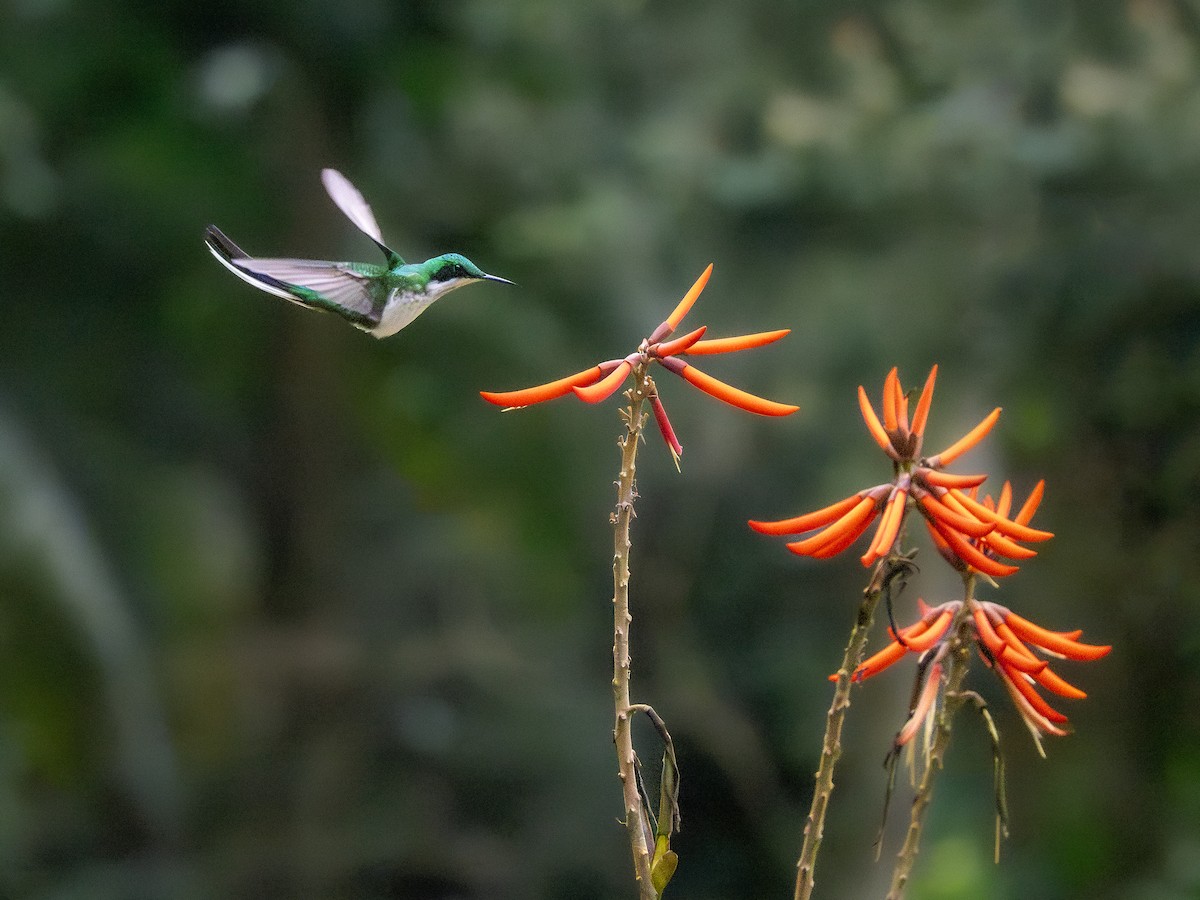 Black-eared Fairy - ML622329018