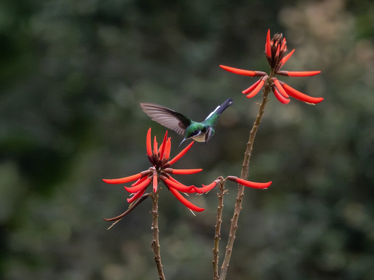 Black-eared Fairy - Vitor Rolf Laubé