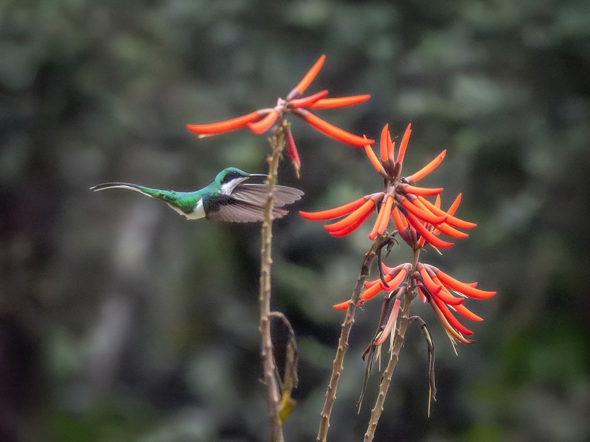 Black-eared Fairy - ML622329020