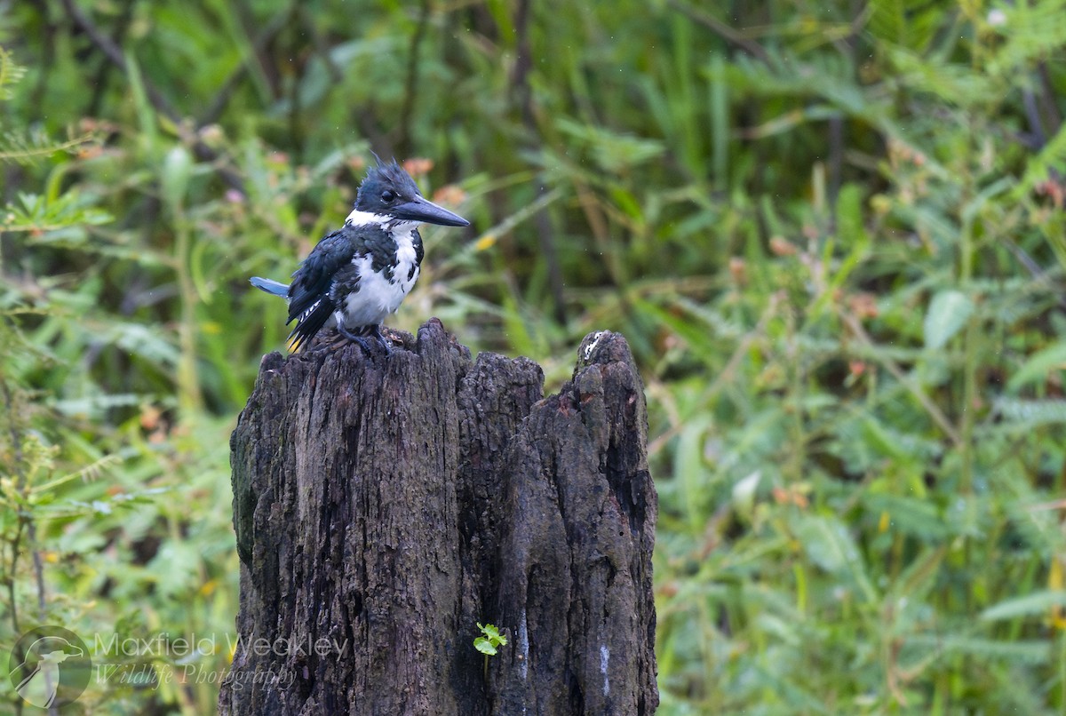 Amazon Kingfisher - ML622329069