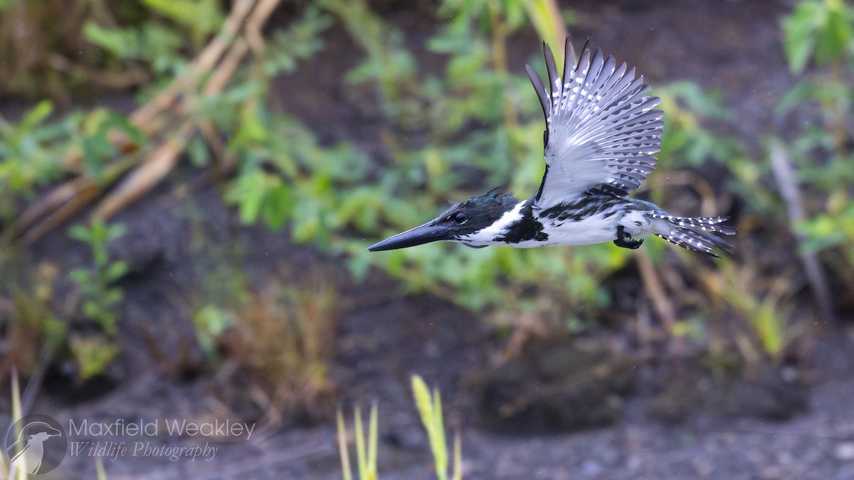 Amazon Kingfisher - ML622329076