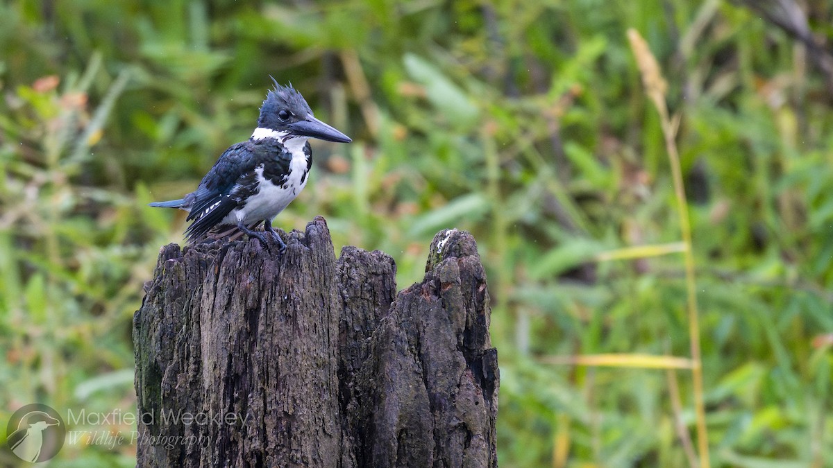 Amazon Kingfisher - ML622329078