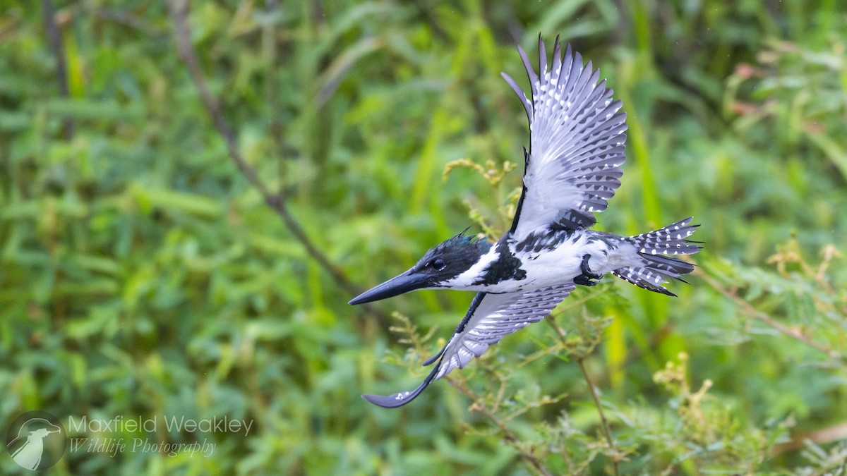 Amazon Kingfisher - ML622329079