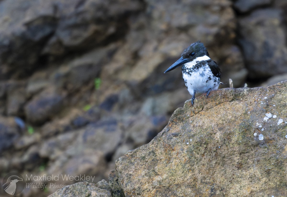 Green Kingfisher - ML622329080