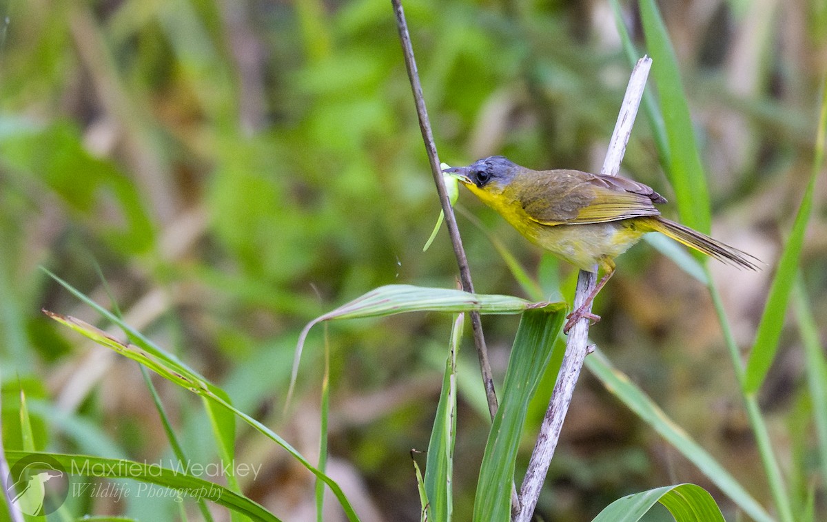 Gray-crowned Yellowthroat - ML622329086