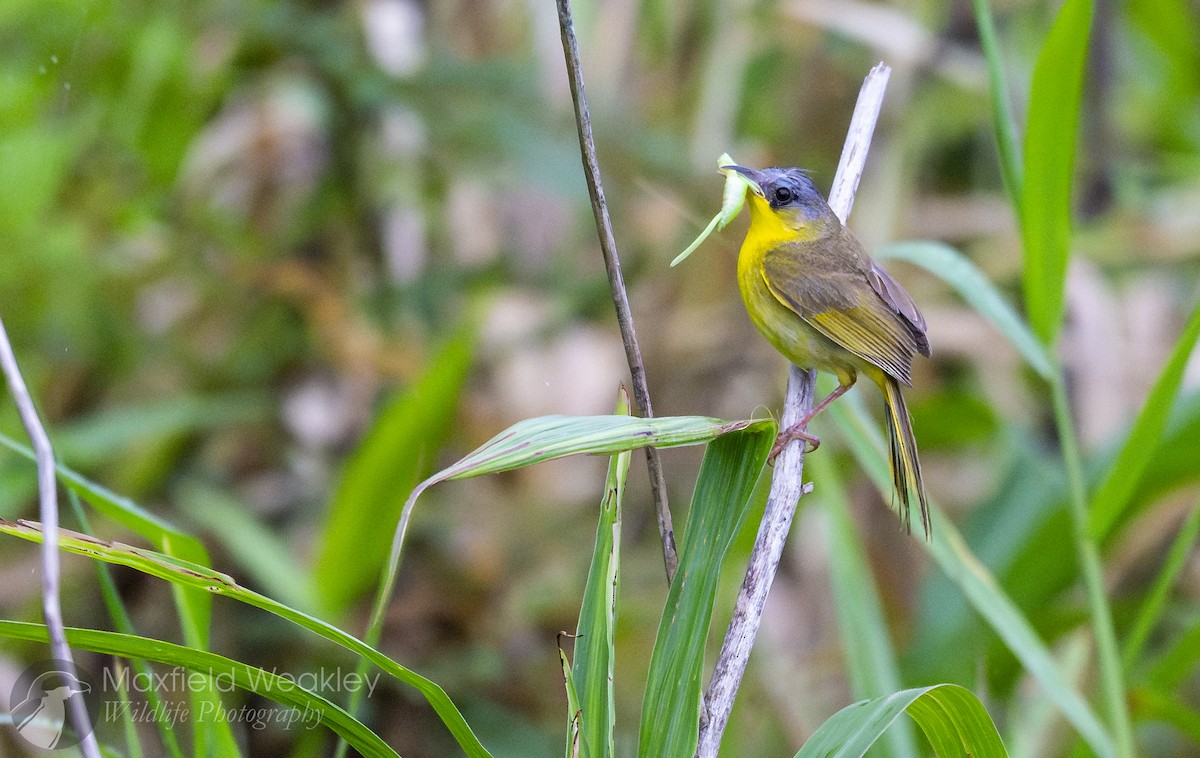 Gray-crowned Yellowthroat - ML622329087