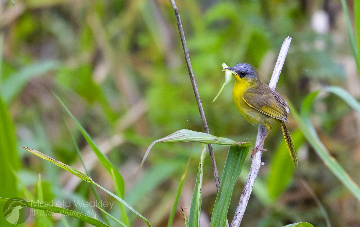 Gray-crowned Yellowthroat - ML622329088