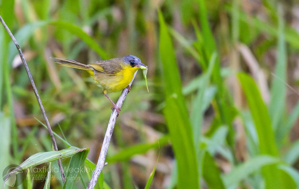 Gray-crowned Yellowthroat - ML622329089