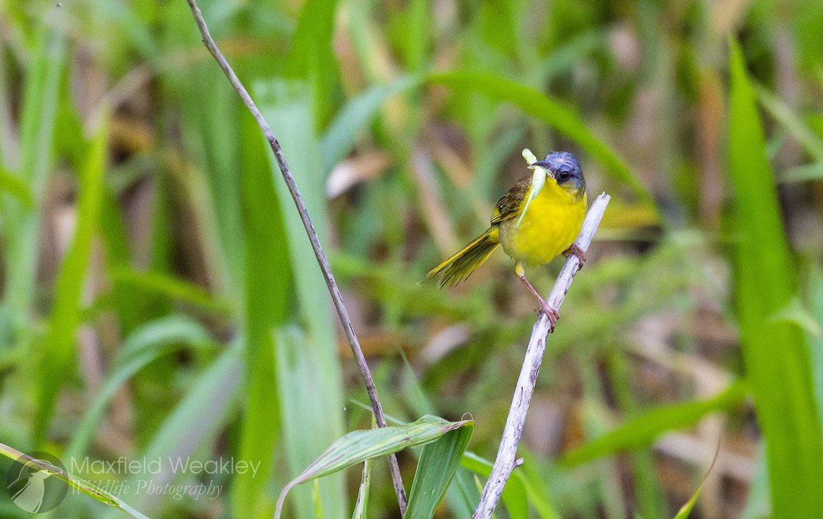 Gray-crowned Yellowthroat - ML622329090